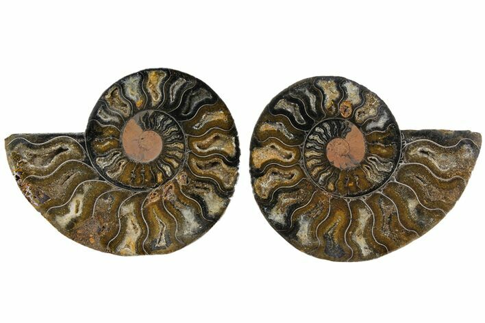 Cut/Polished Ammonite Fossil - Unusual Black Color #165667